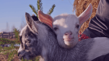 Goatfarm