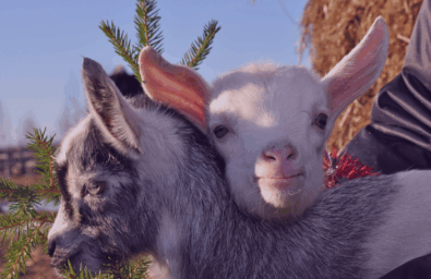 Goatfarm Goatfarm